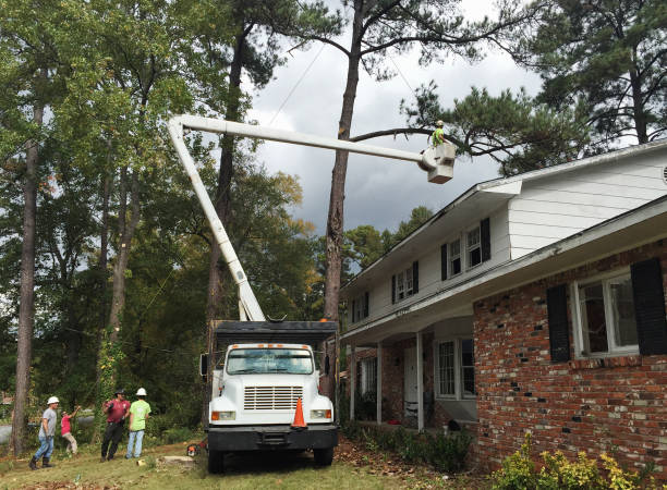 Best Emergency Tree Removal  in USA